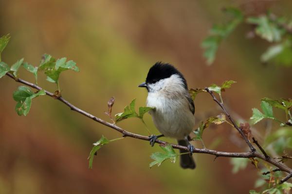 Októberi kis barát