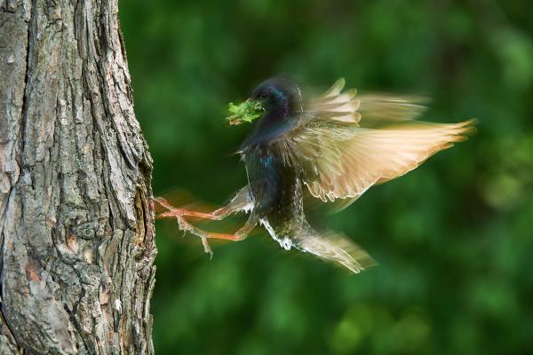 Fékezés hernyókkal