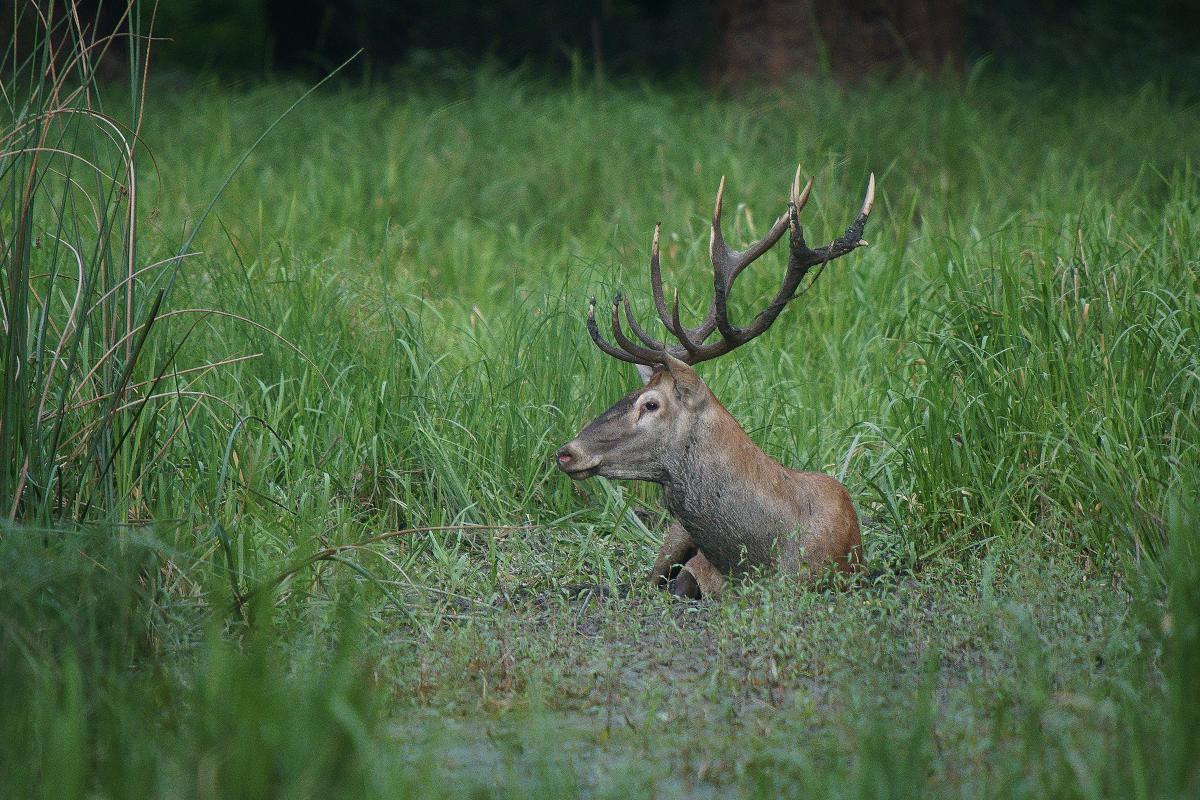 Kalmár Lajos Gábor