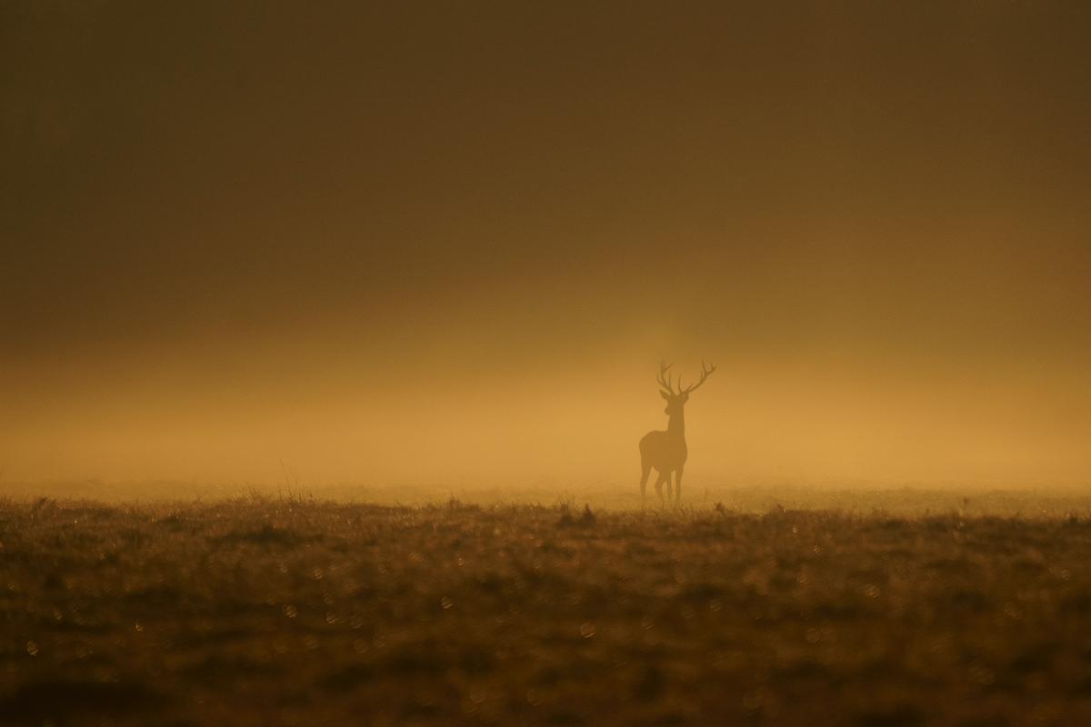 Kalmár Lajos Gábor