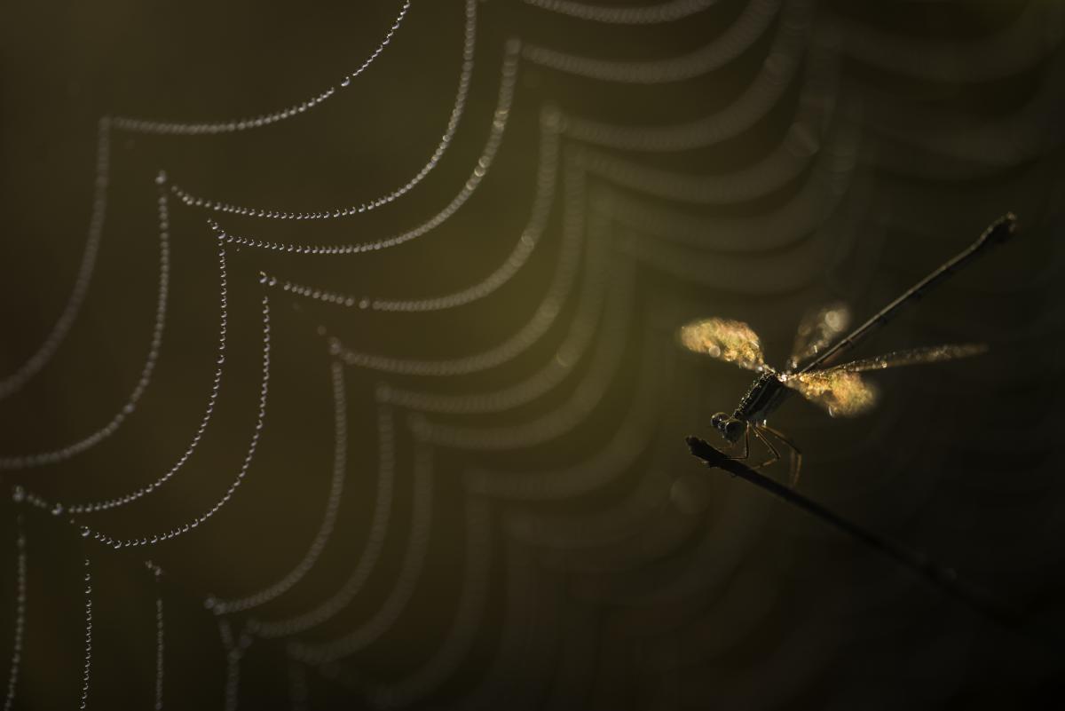 Darányiné Bakos Éva