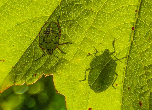 A levél mindkét oldalán
