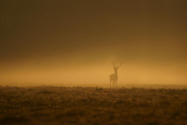 Arany hajnal hercege