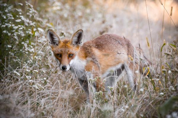 „Vadászok, utamból kotródj!”