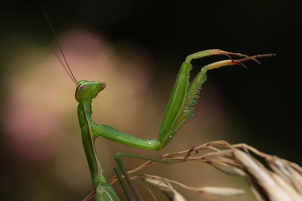 Karmester pálca nélkül