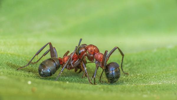 Dulakodás hangya módra