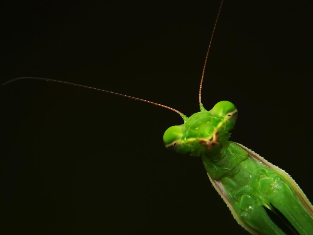 Koncz-Bisztricz Tamás