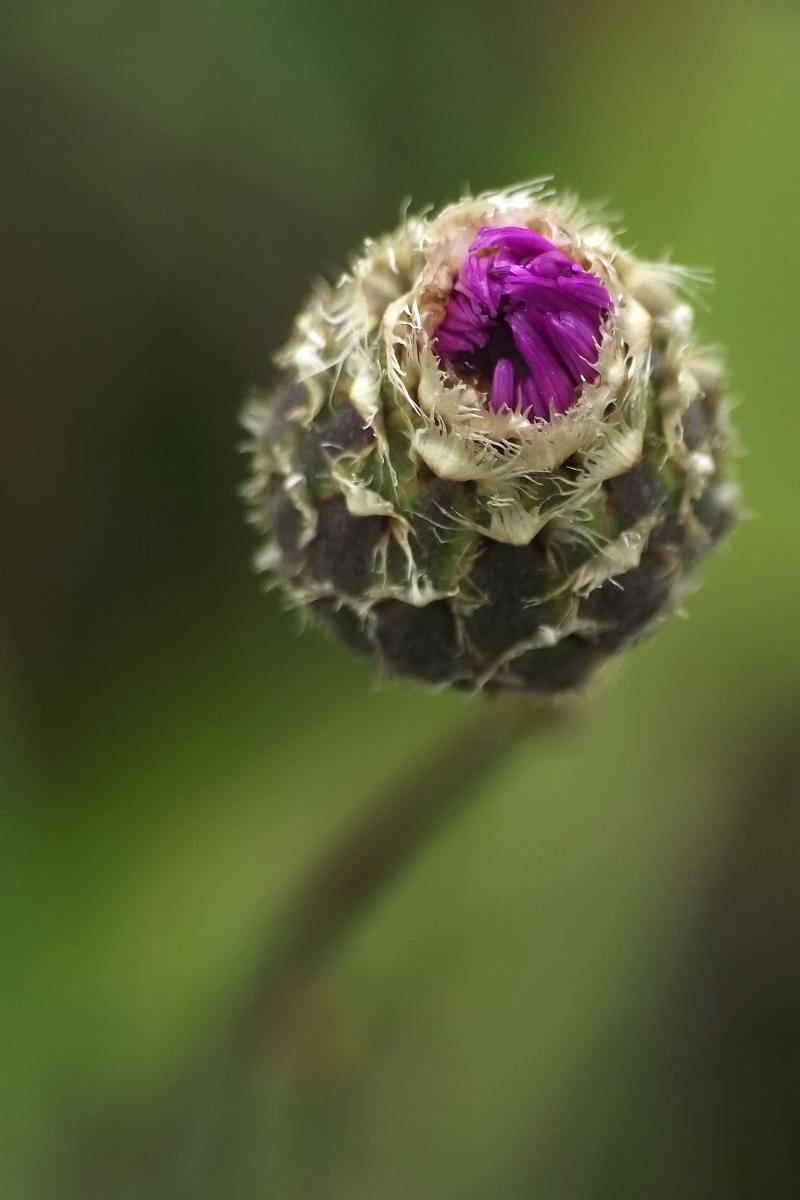 Kovács-Udvari Judit