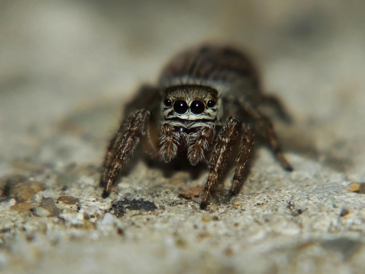 Koncz-Bisztricz Tamás