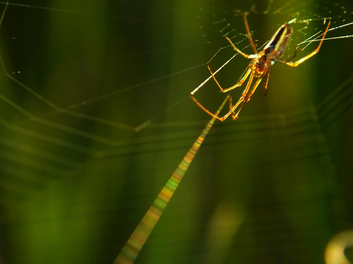 Koncz-Bisztricz Tamás