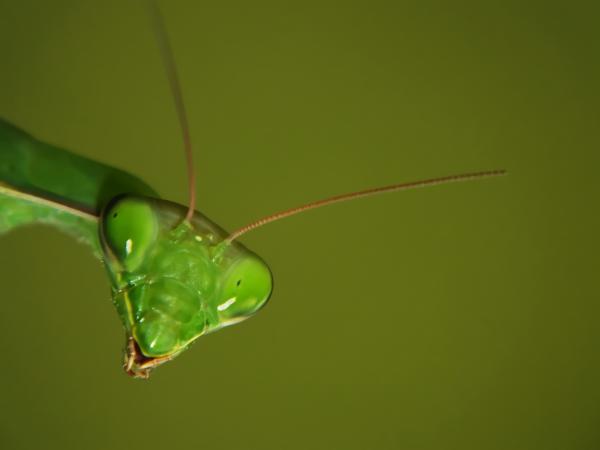 Imádkozó sáska portré