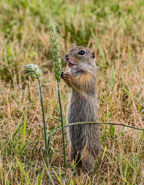 Mi szem-szájnak ingere