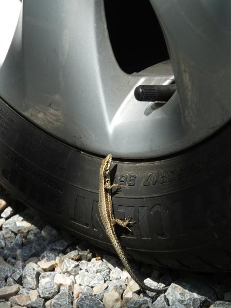 Gyík az autó keréken