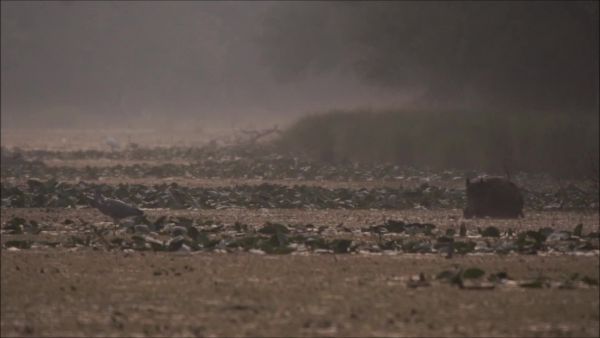 Amikor közeleg az éj