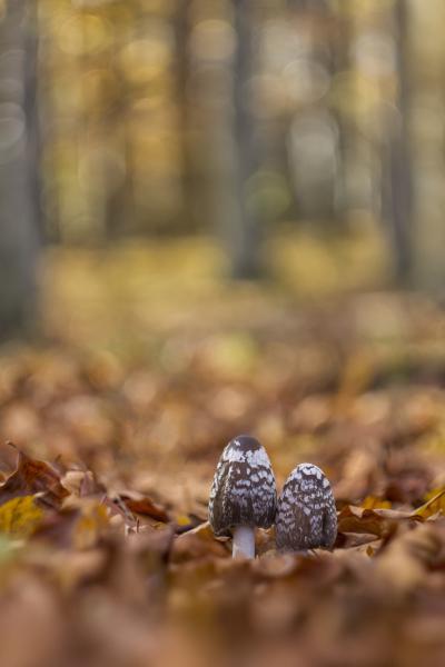 Ne legyen zavarba, feküdjön az avarba...