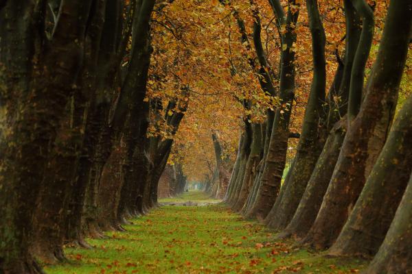 Platnsor Jankovichon