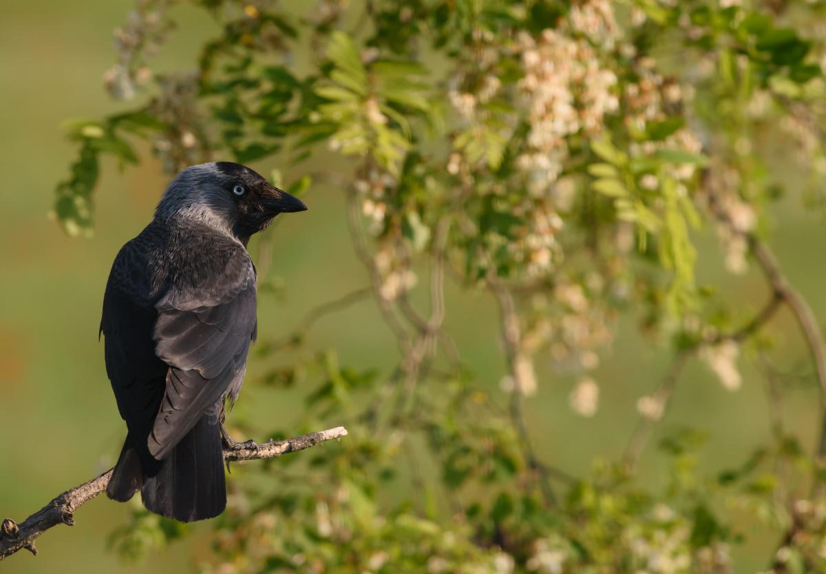 Szakolczai Krisztina