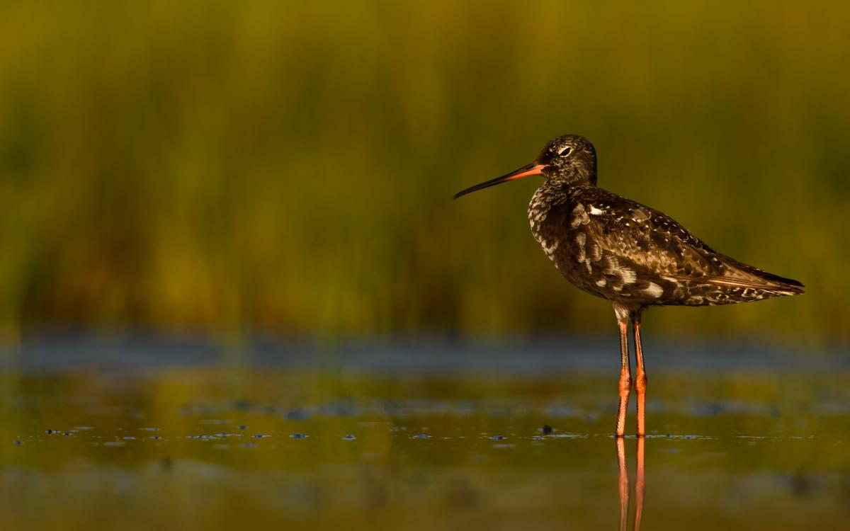 Szakolczai Krisztina