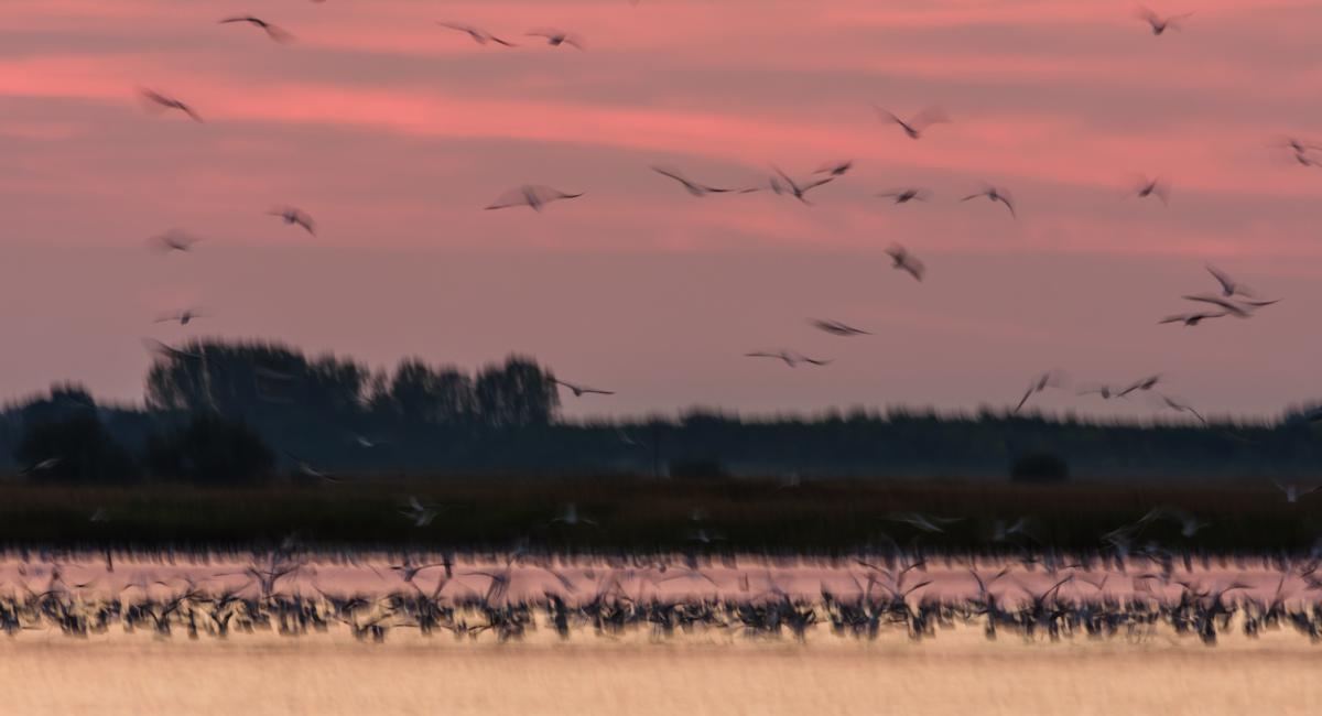 Szakolczai Krisztina