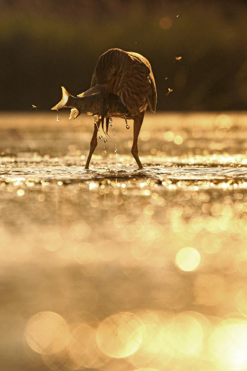 Kalmár Lajos Gábor