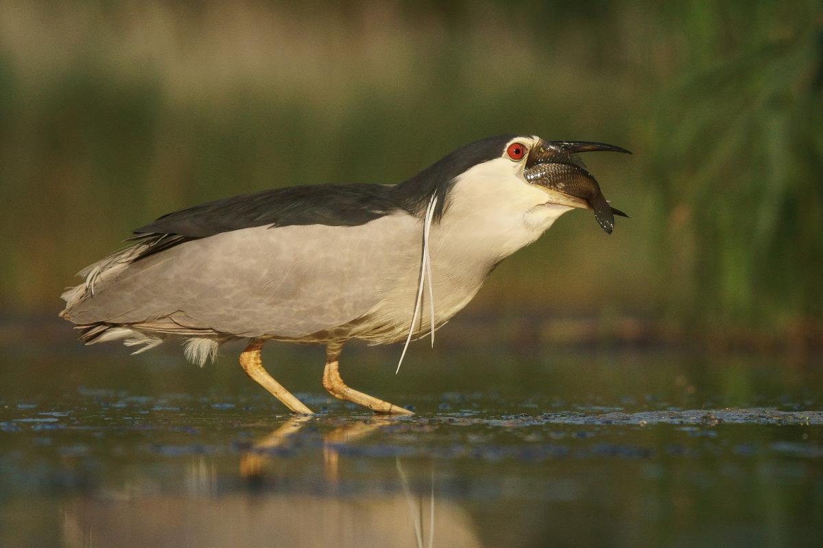 Kalmár Lajos Gábor