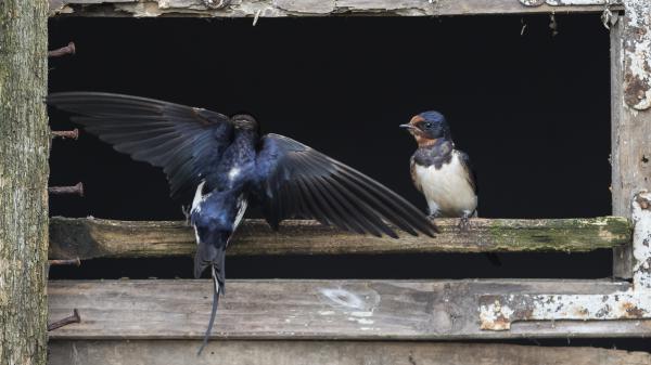 Félfarok és Kócostorok