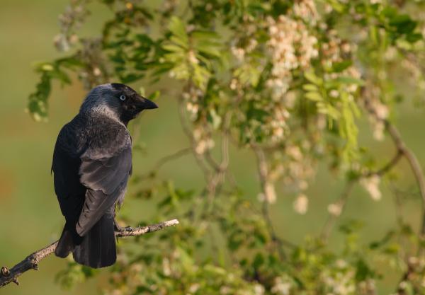 Csóka az akácosban