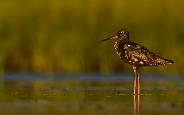 Délutáni szunyókálás