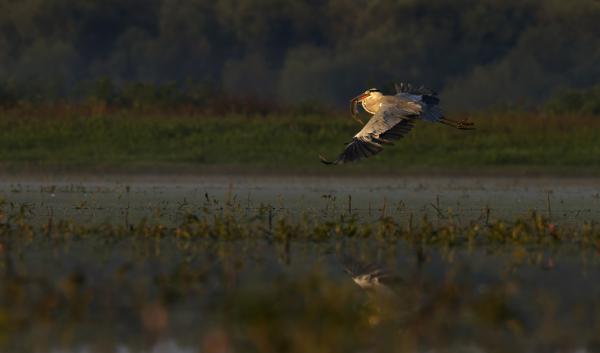 Röpképes hal gémmel