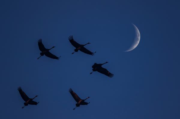 Képzeletbeli kompozíció