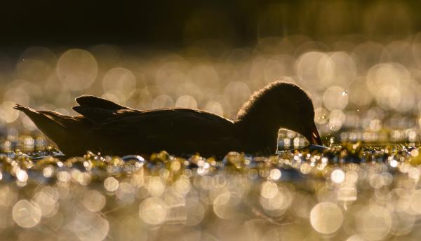 A vizicsibe uzsonnája