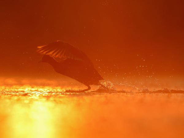 Futás ellenfényben