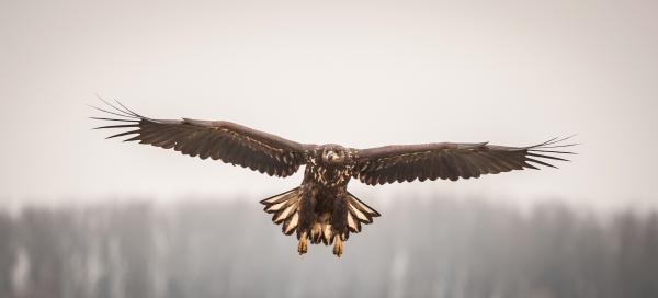 Ereszkedés a fellegekből