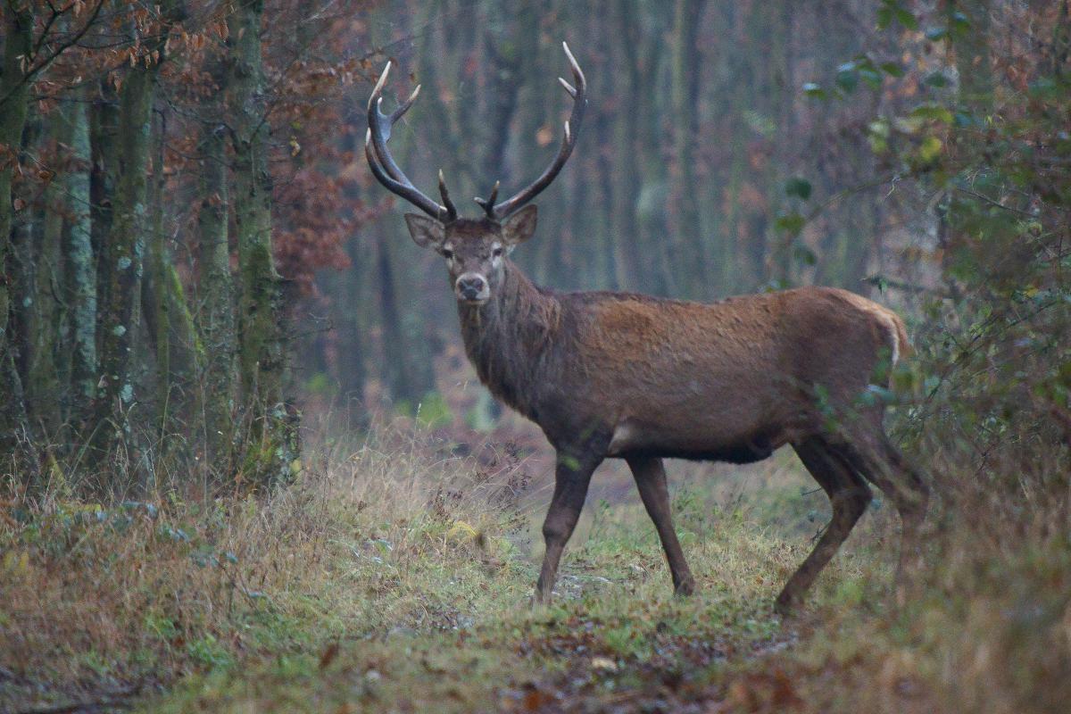 Kalmár Lajos Gábor