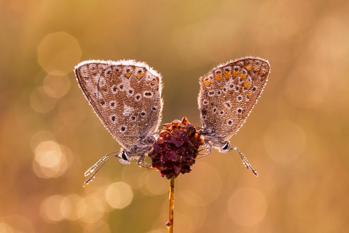 Erdélyiné Csorba Edit