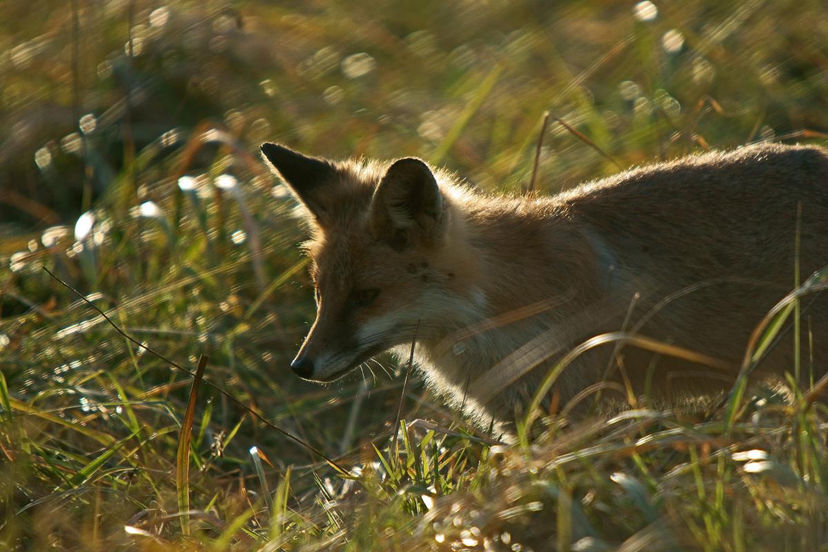 Kalmár Lajos Gábor