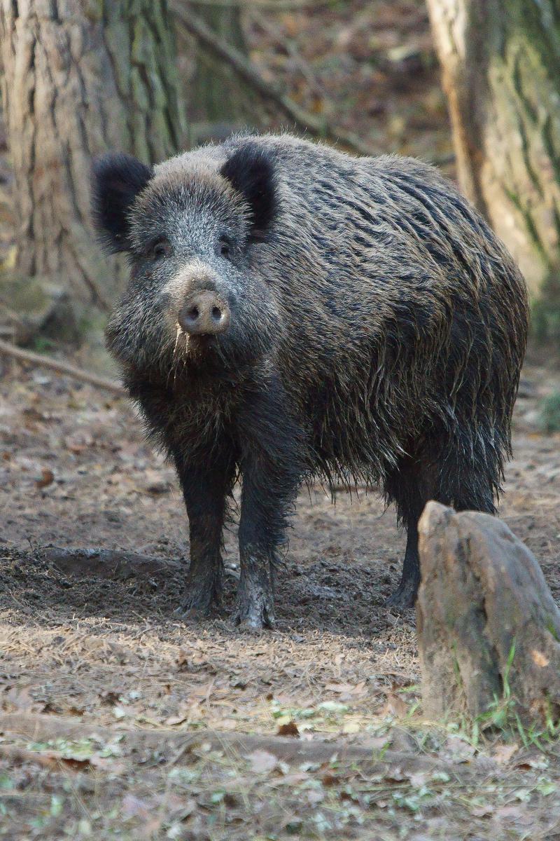 Kalmár Lajos Gábor
