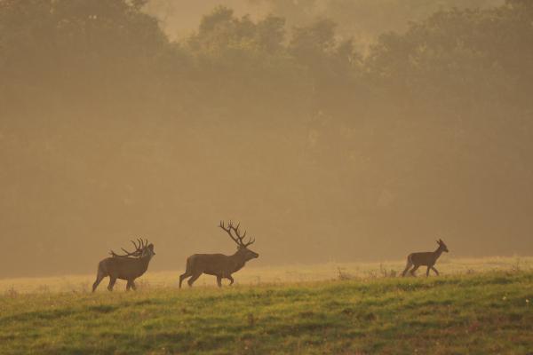 Szeptember végén a Bakonyban
