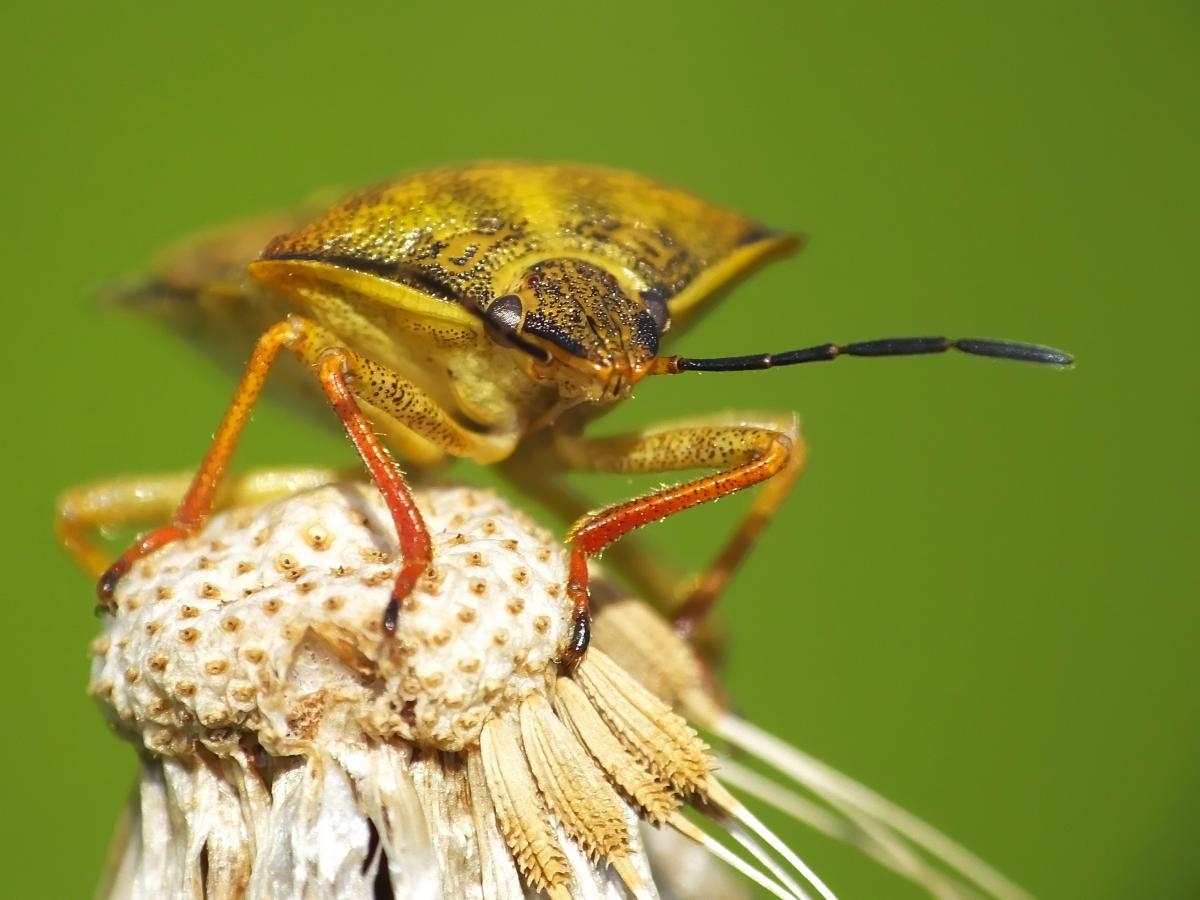 Koncz-Bisztricz Tamás