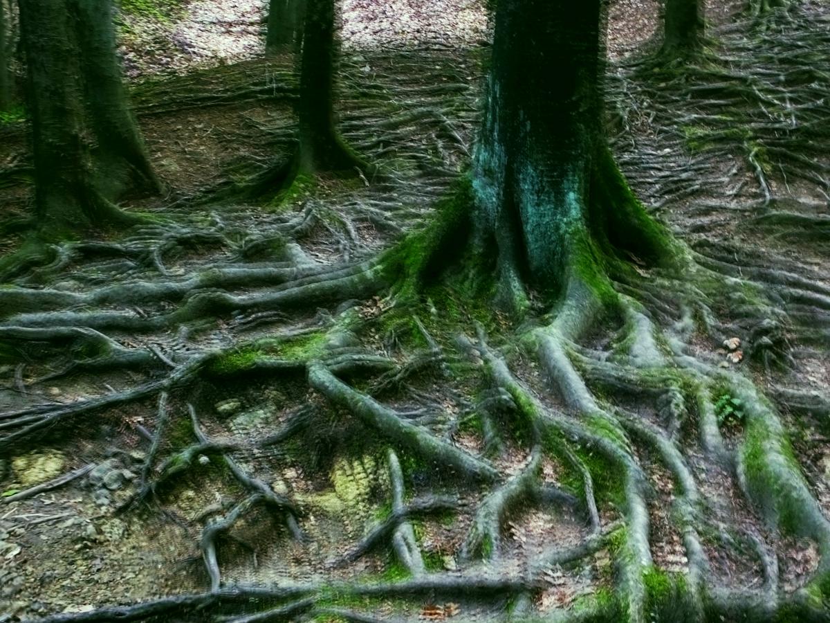 Koncz-Bisztricz Tamás