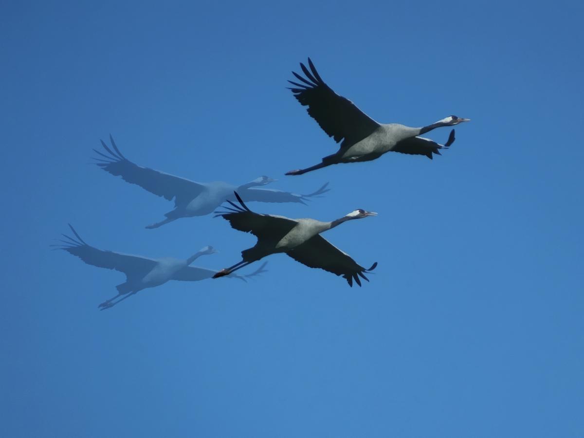 Koncz-Bisztricz Tamás