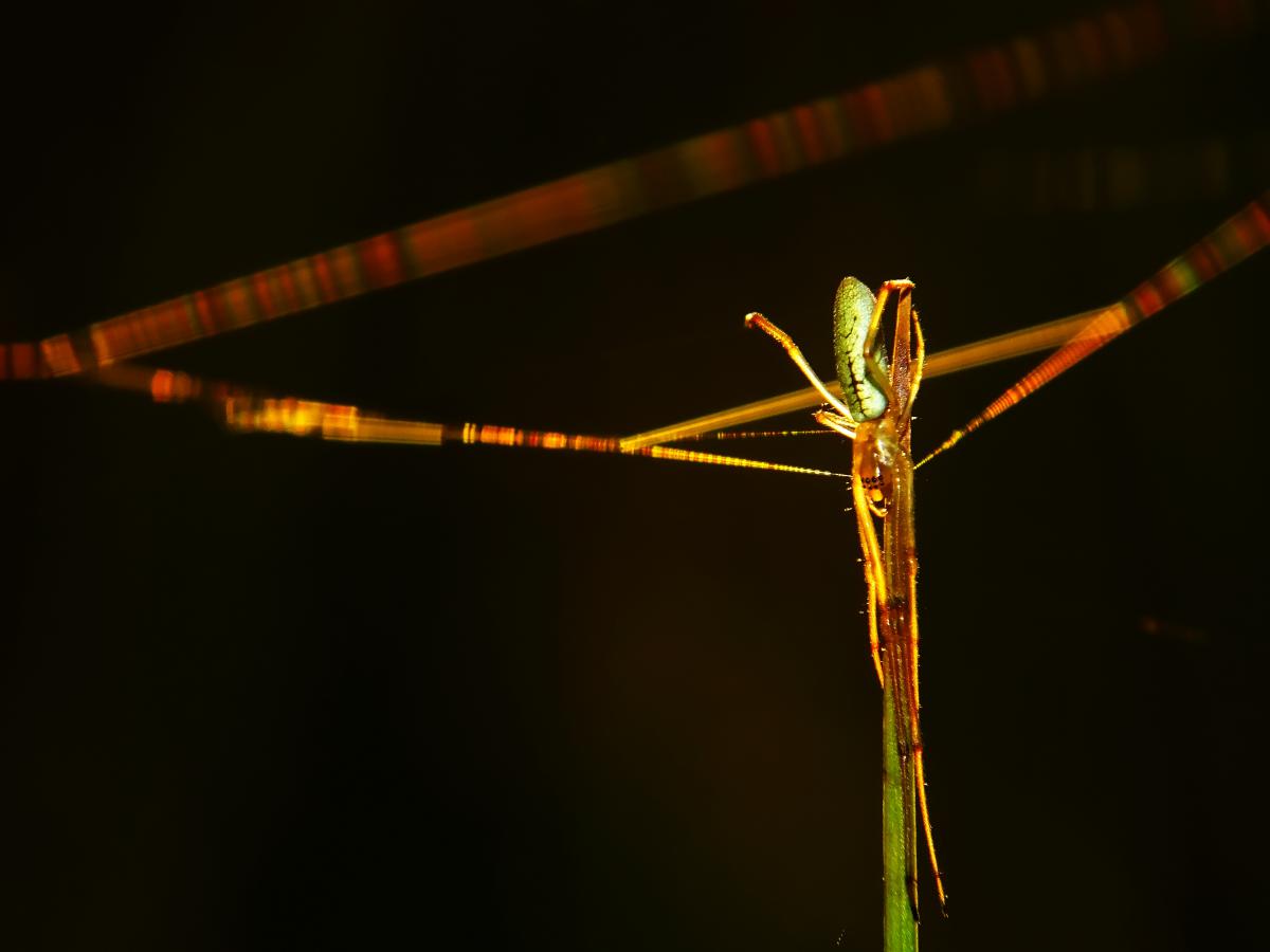 Koncz-Bisztricz Tamás