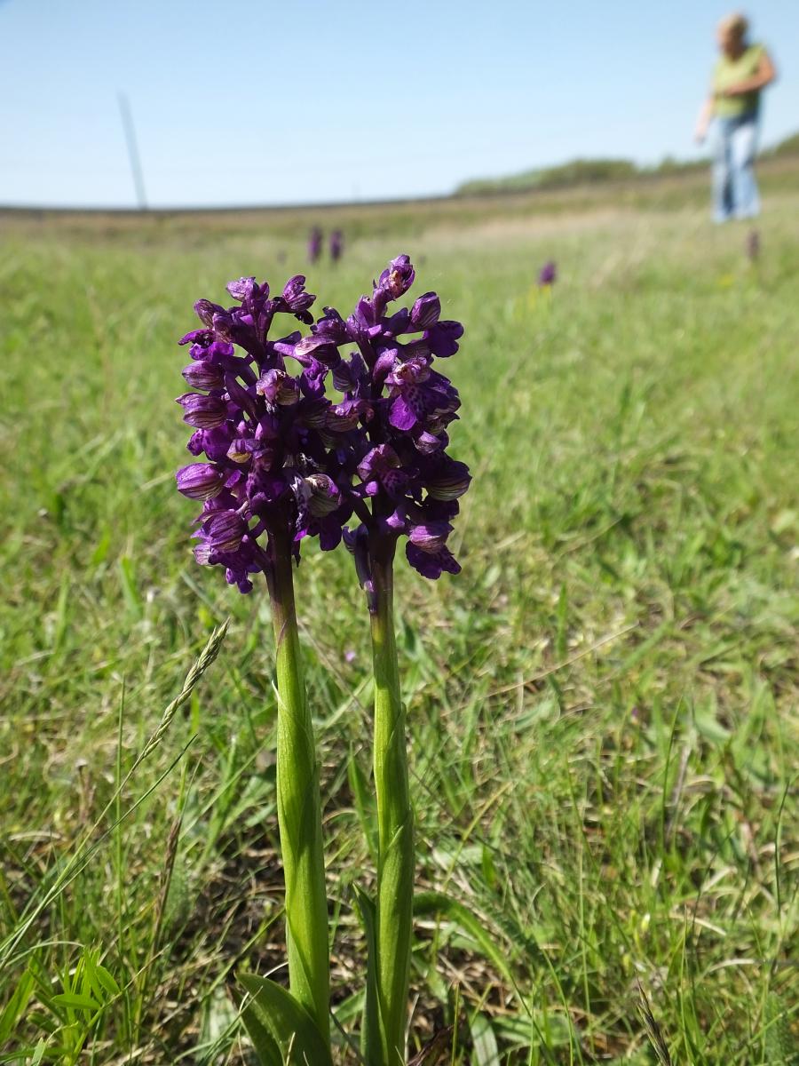 Koncz-Bisztricz Tamás