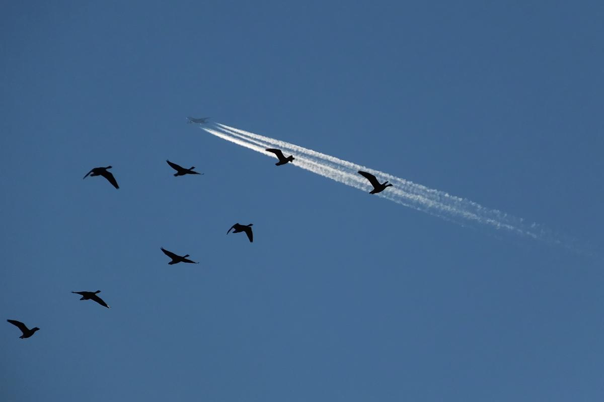 Koncz-Bisztricz Tamás