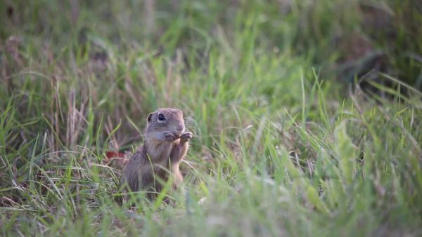 Az ürge és a varjak