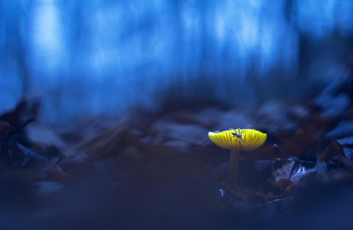 Erdélyiné Csorba Edit