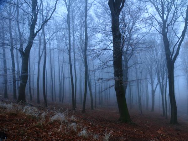 Az erdő jeges lehelete