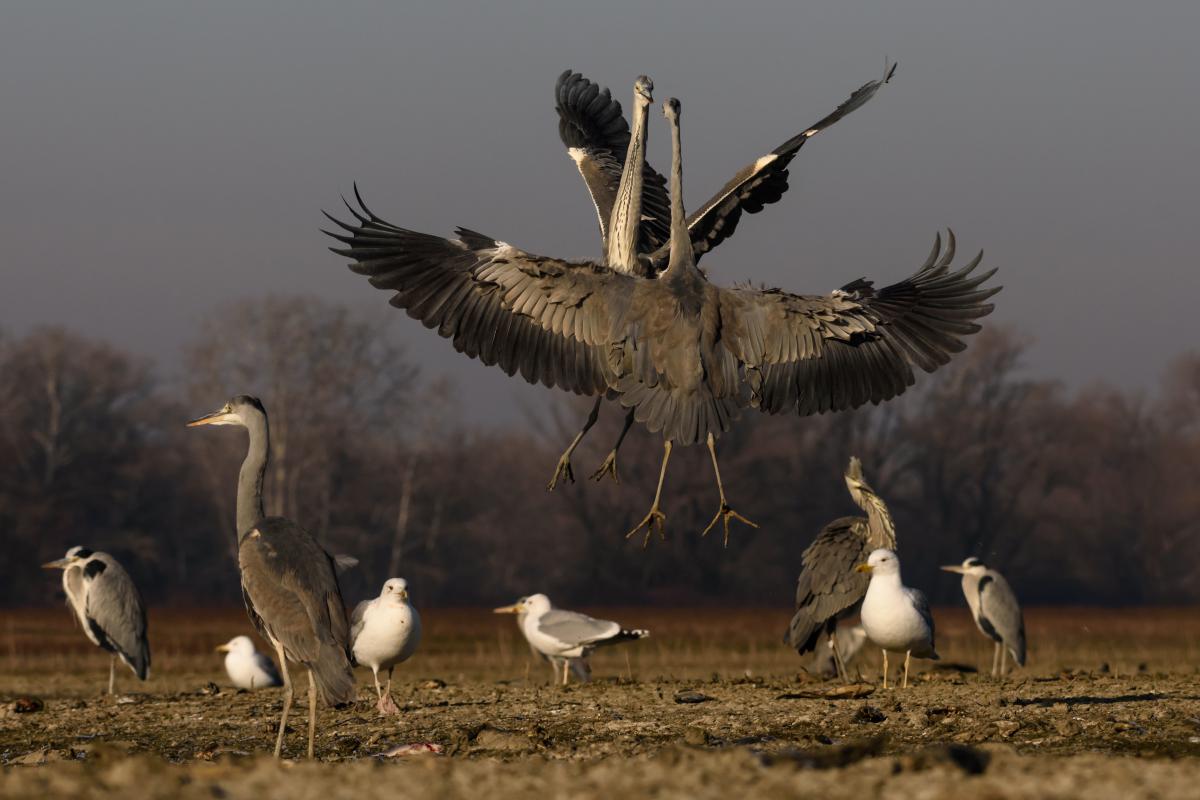Szakolczai Krisztina
