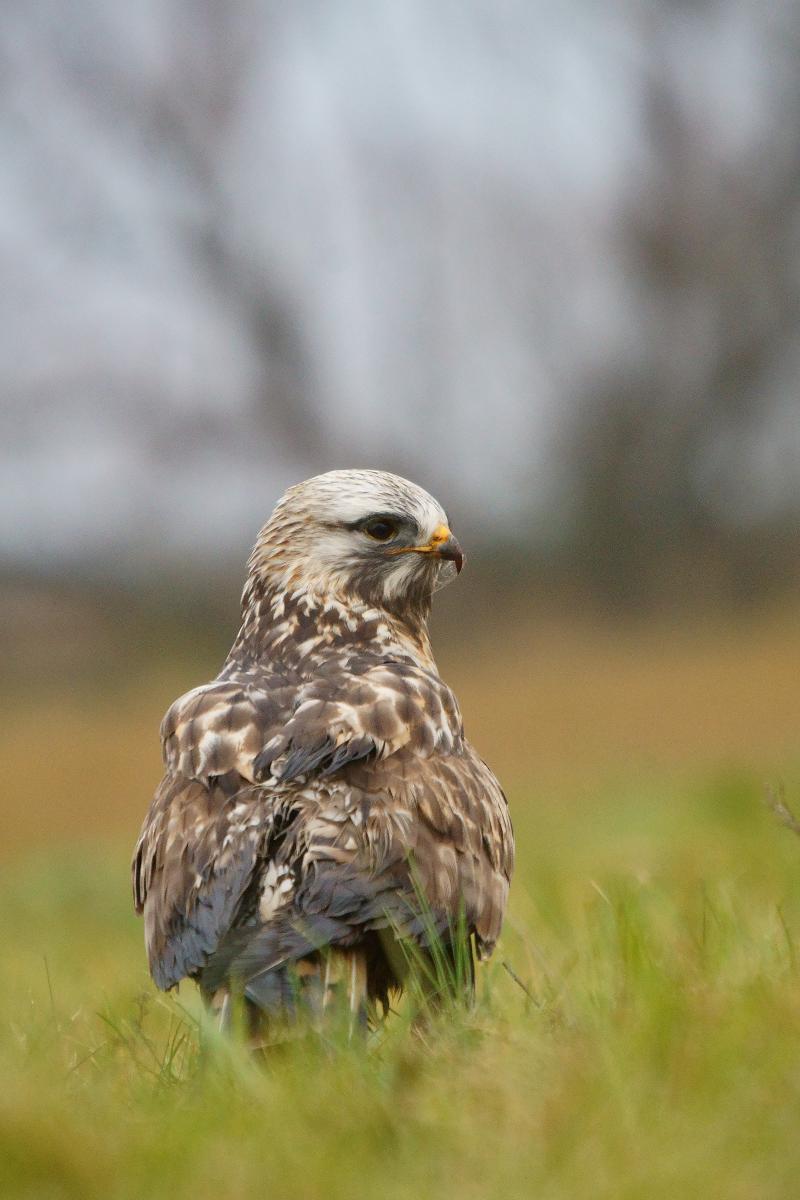 Kalmár Lajos Gábor