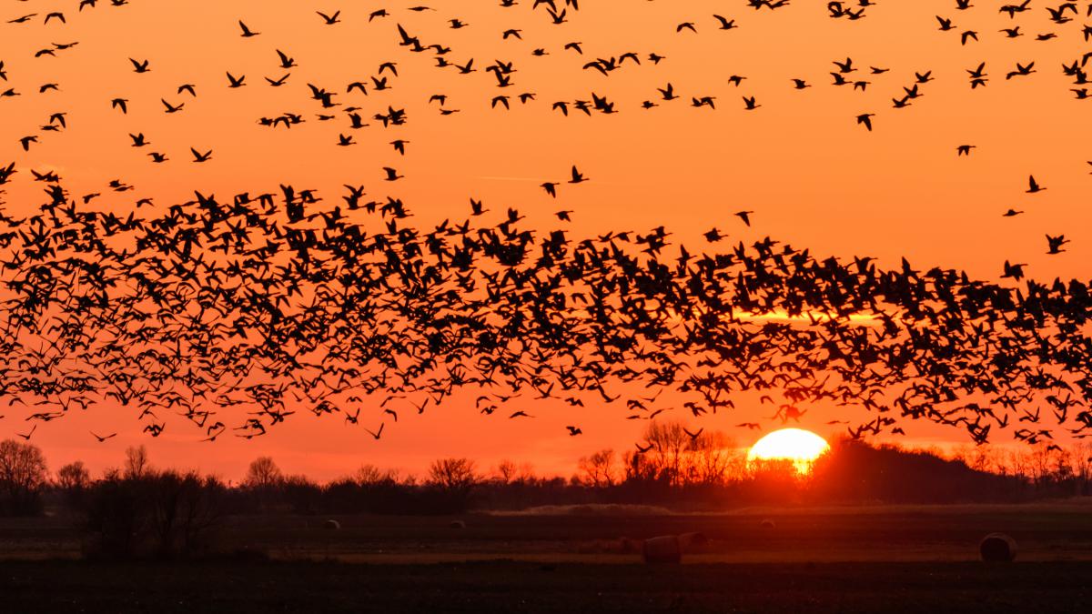 Szakolczai Krisztina